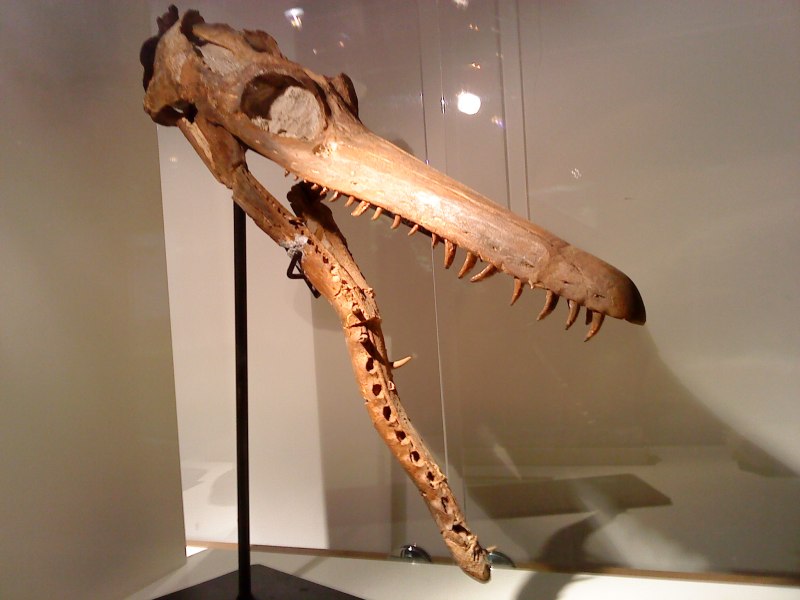 Pliosaurus macromerus