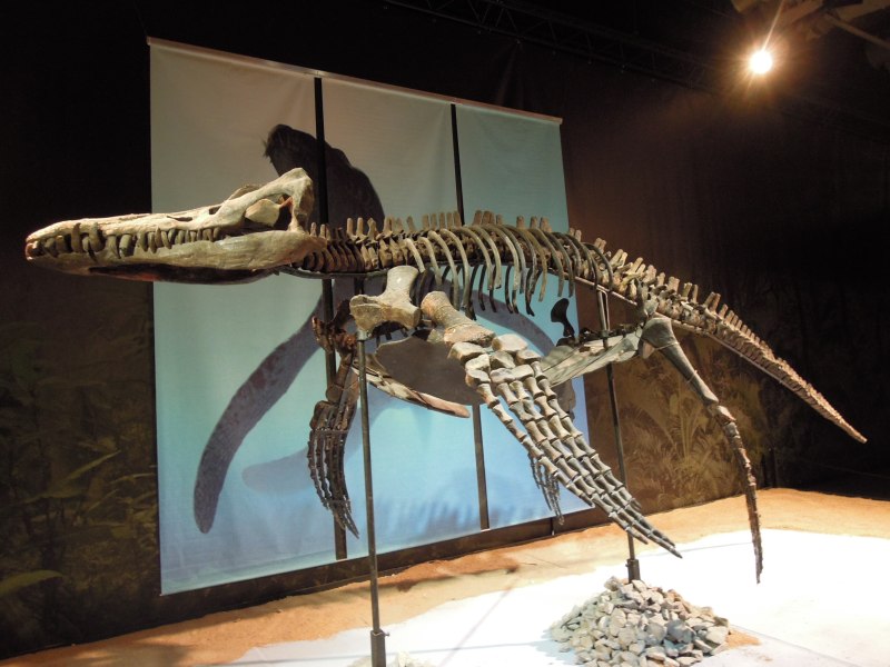 Pliosaurus macromerus