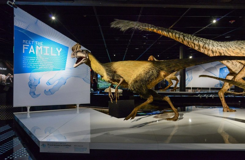 Proceratosaurus bradleyi