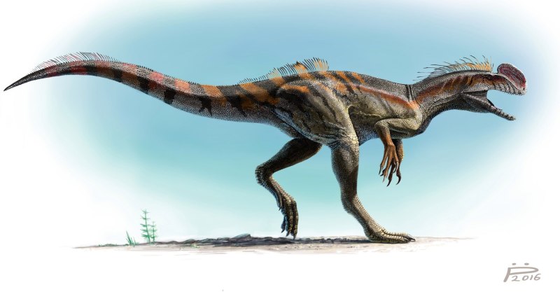 Килеск Kileskus aristotocus