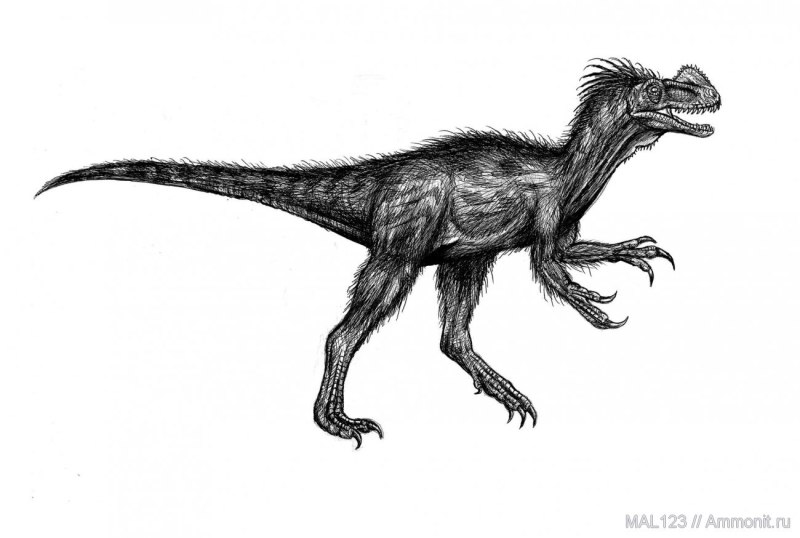Килеск Kileskus aristotocus