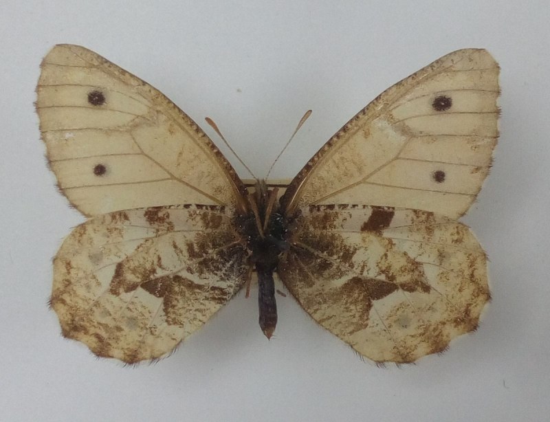 Oeneis sculda