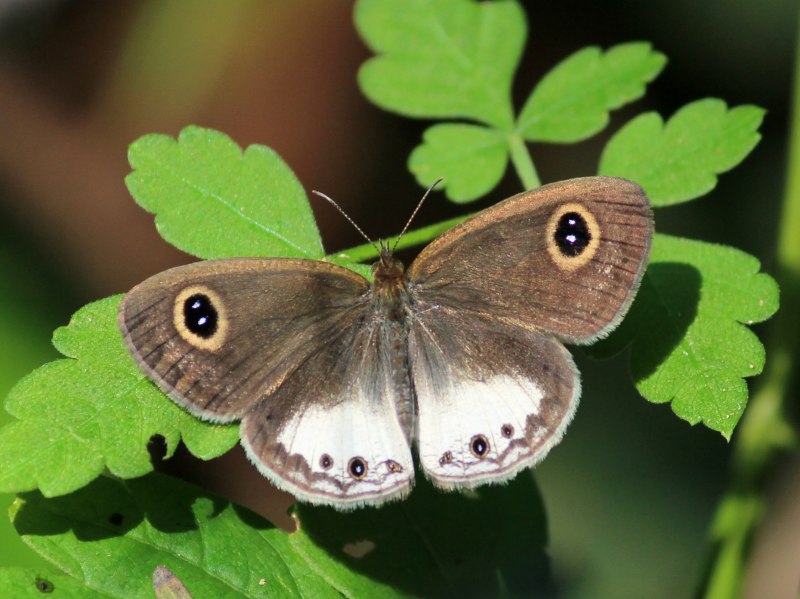 Ypthima Ceylonica