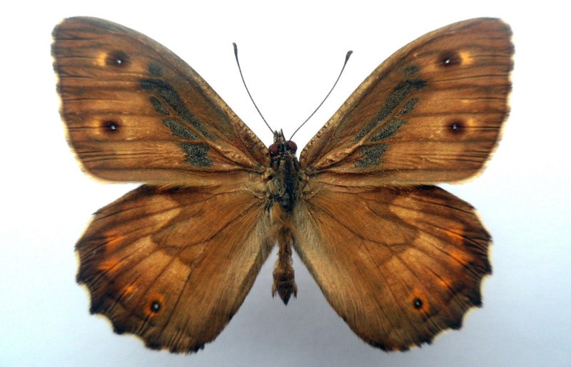 Hipparchia Autonoe