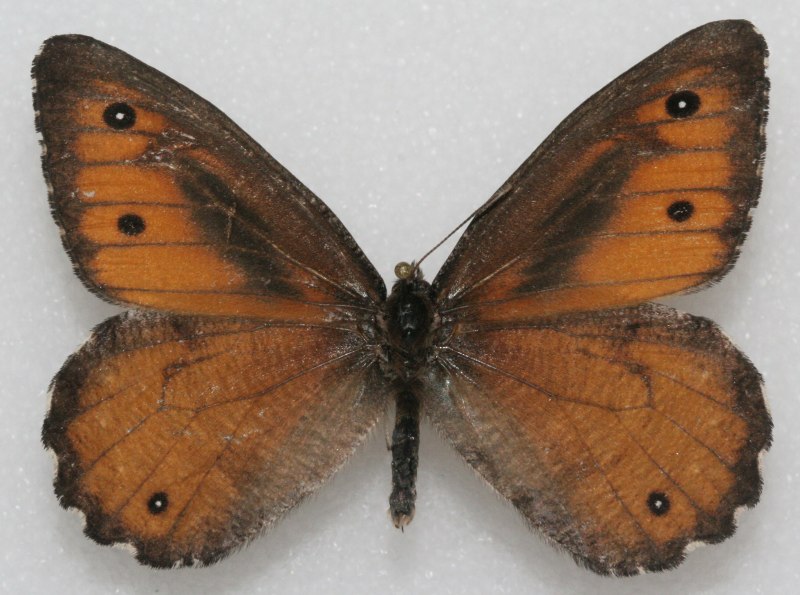 Oeneis Tanana