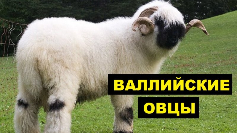 Овцы породы Вале (Valais)