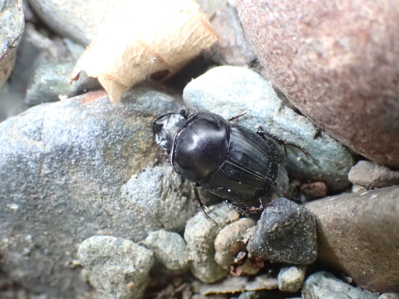 Onthophagus Taurus