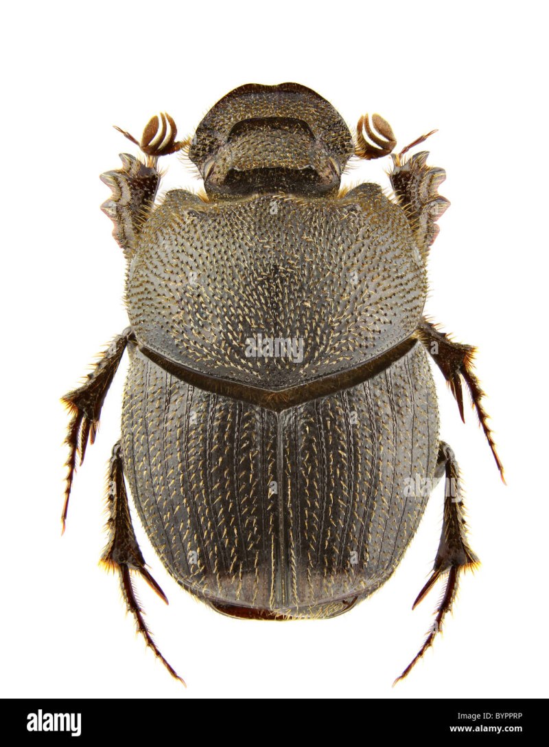 PARMATUS