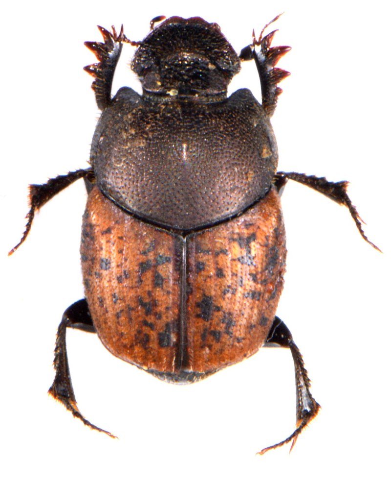 Onthophagus ovatus