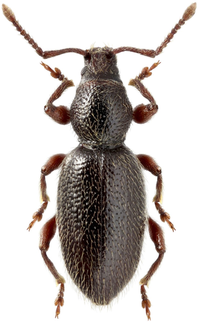 Stomodes tolutarius