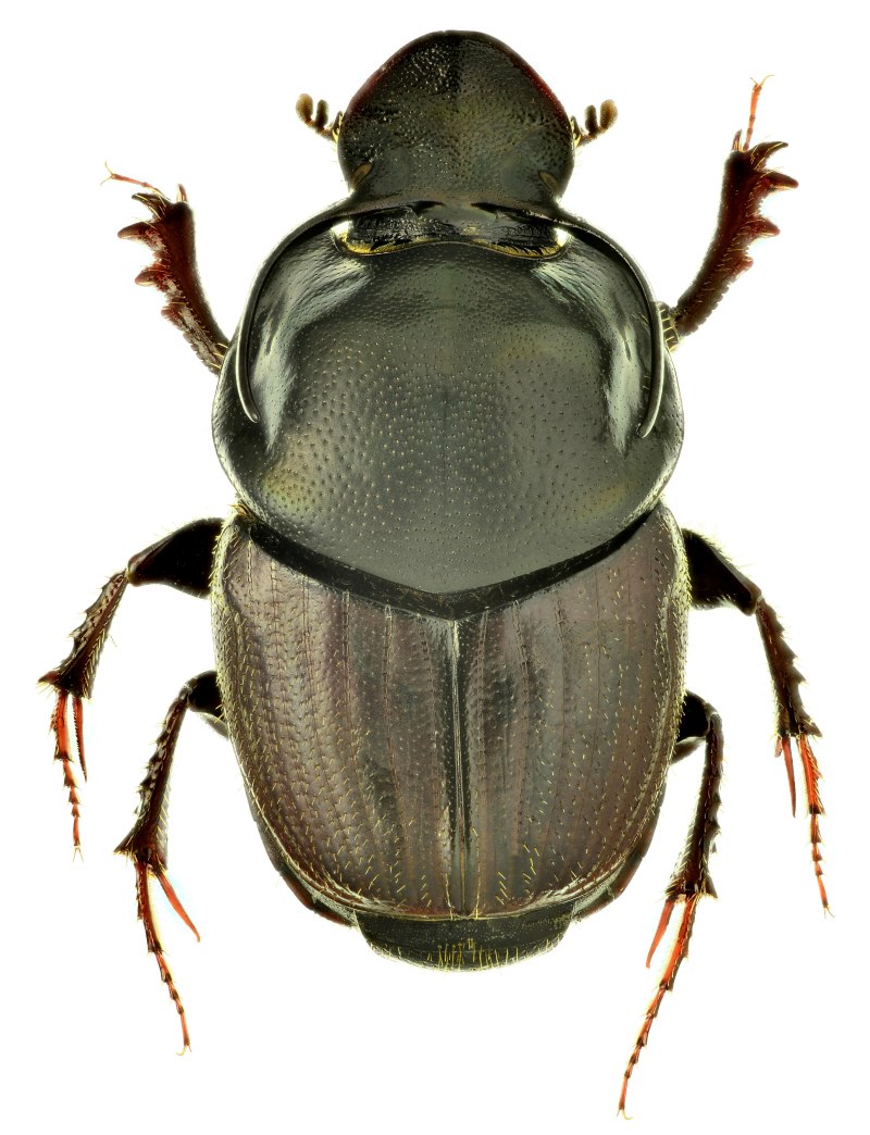 Onthophagus Taurus