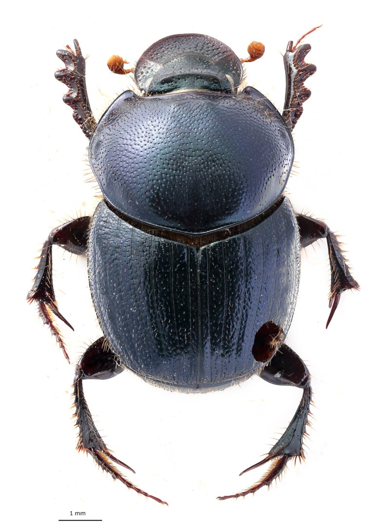 Onthophagus gibbulus