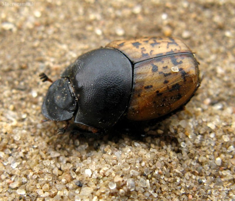 Onthophagus gibbulus