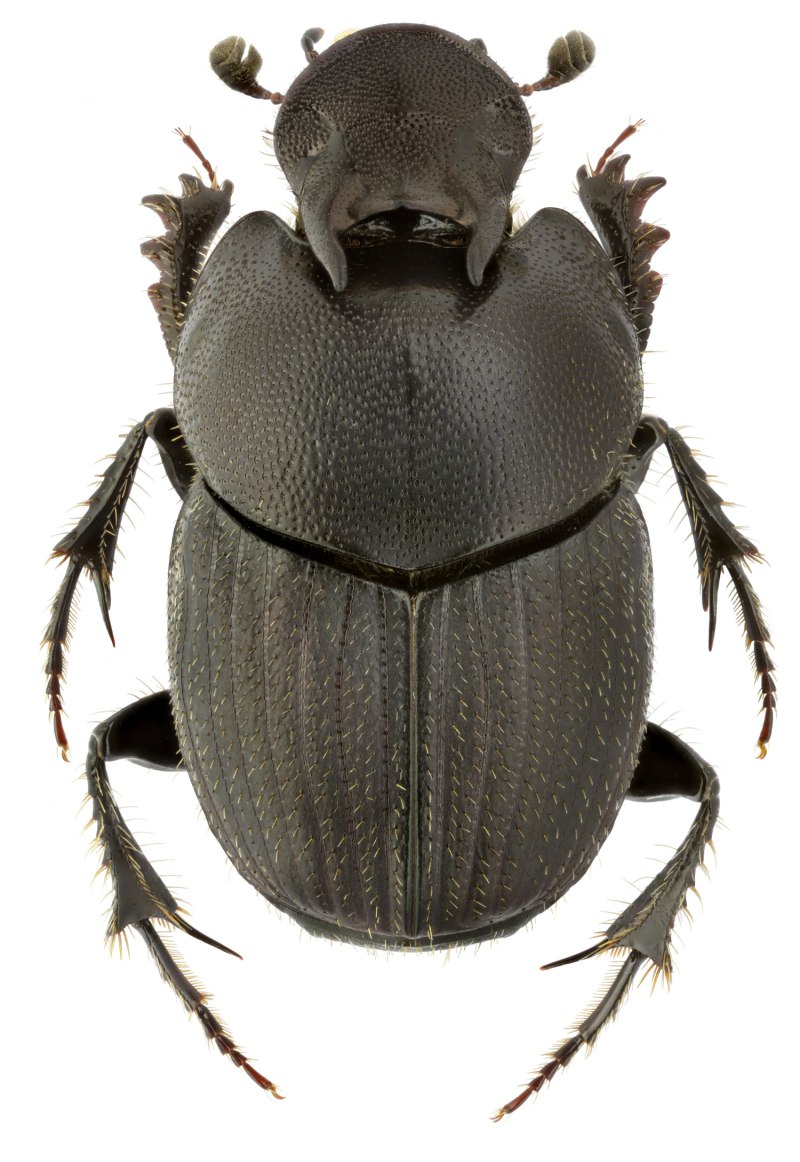 Onthophagus Taurus