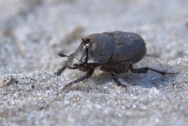 Onthophagus verticicornis