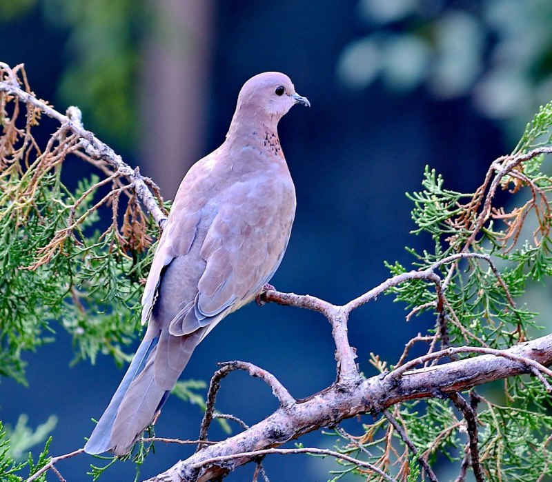 Streptopelia senegalensis