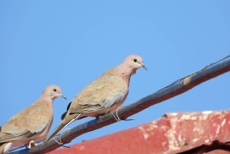 Streptopelia senegalensis