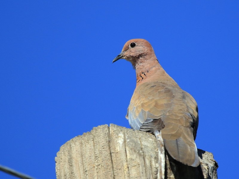 Streptopelia senegalensis