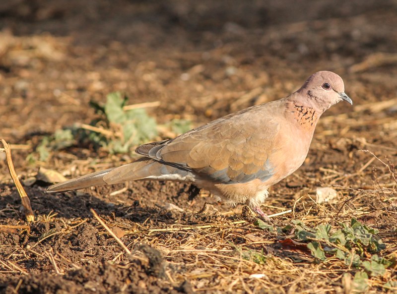 Streptopelia senegalensis