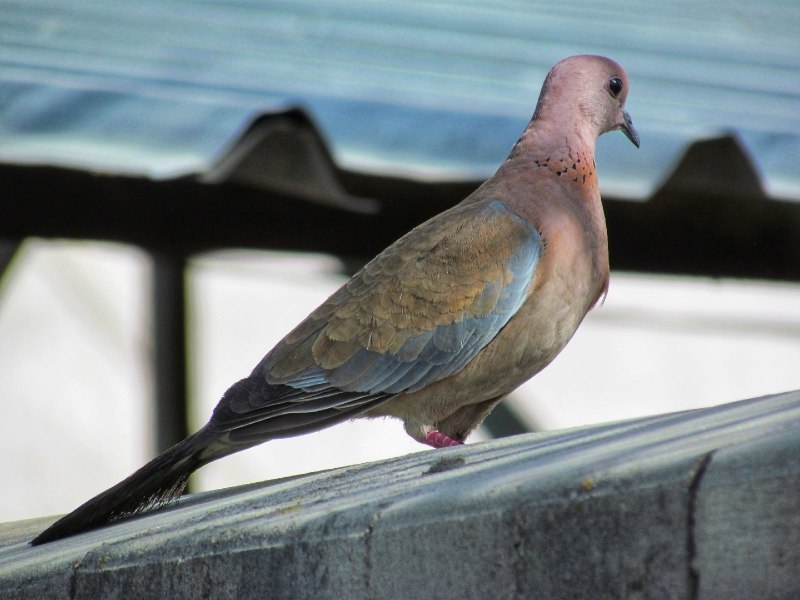 Малая Горлица (Streptopelia senegalensis)