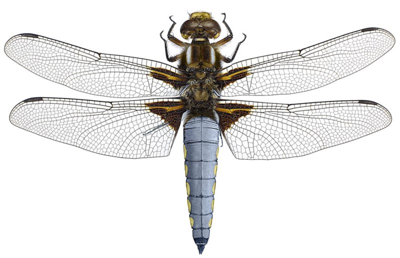 Стрекоза плоская Libellula depressa