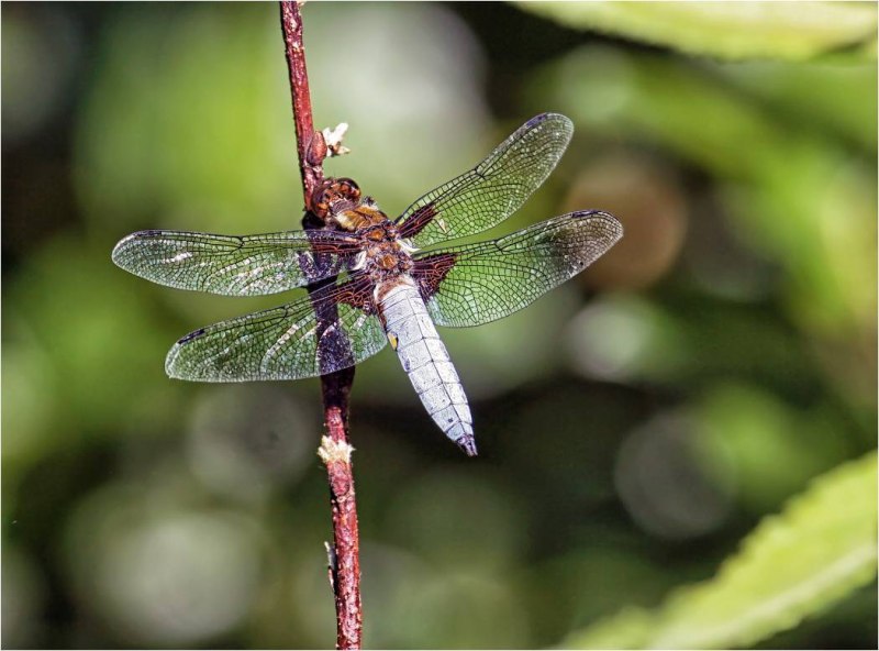 Anisozygoptera Стрекоза