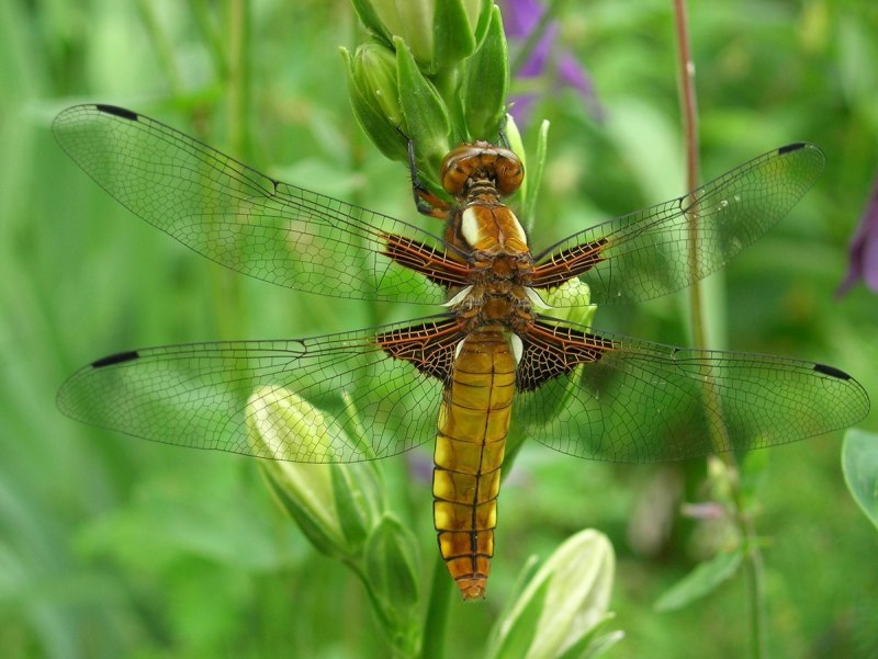 Стрекоза плоская Libellula depressa