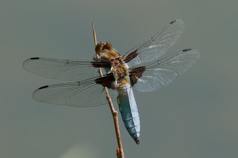 Libellula depressa l. – Стрекоза плоская