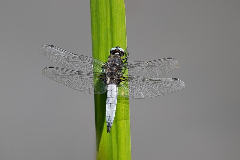 Leucorrhinia albifrons