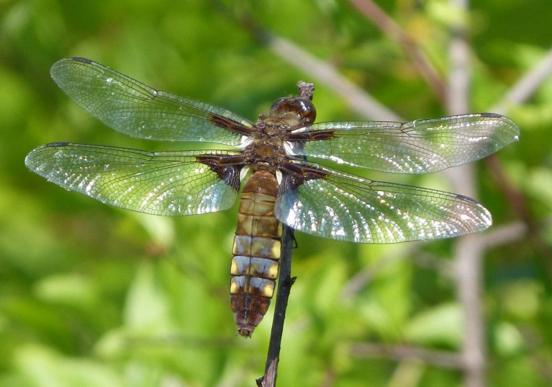 Стрекоза плоская Libellula depressa