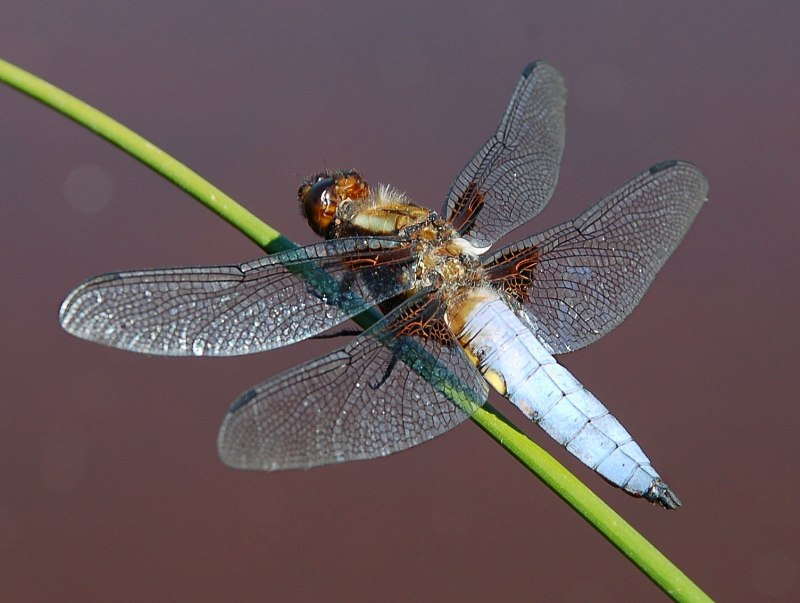Стрекоза плоская Libellula depressa