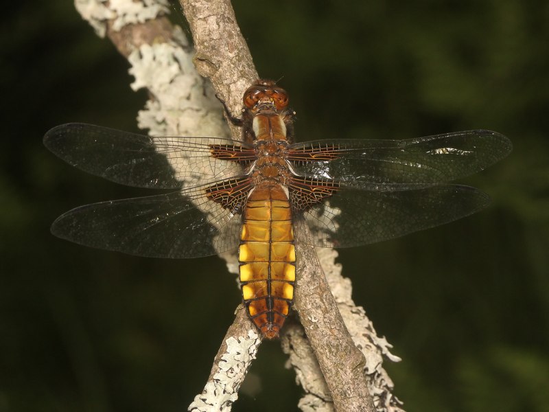 Стрекоза плоская Libellula depressa