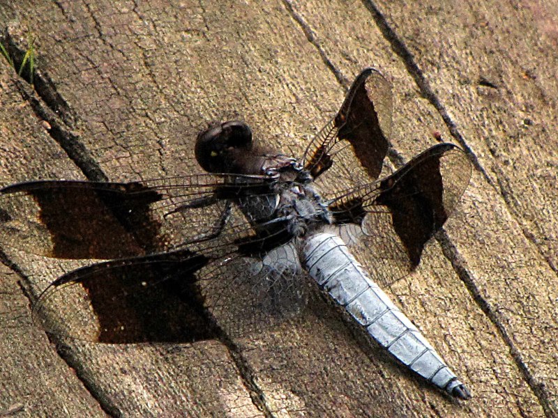 Anisozygoptera Стрекоза