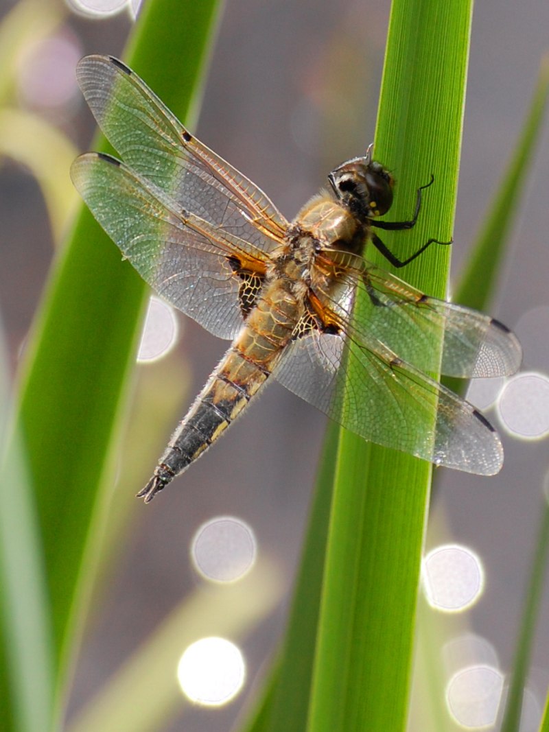 Стрекоза плоская Libellula depressa