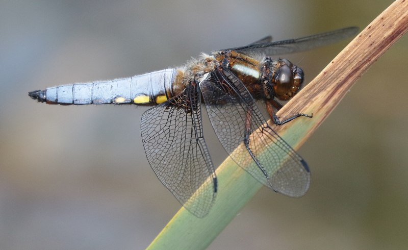 Libellula depressa l. – Стрекоза плоская