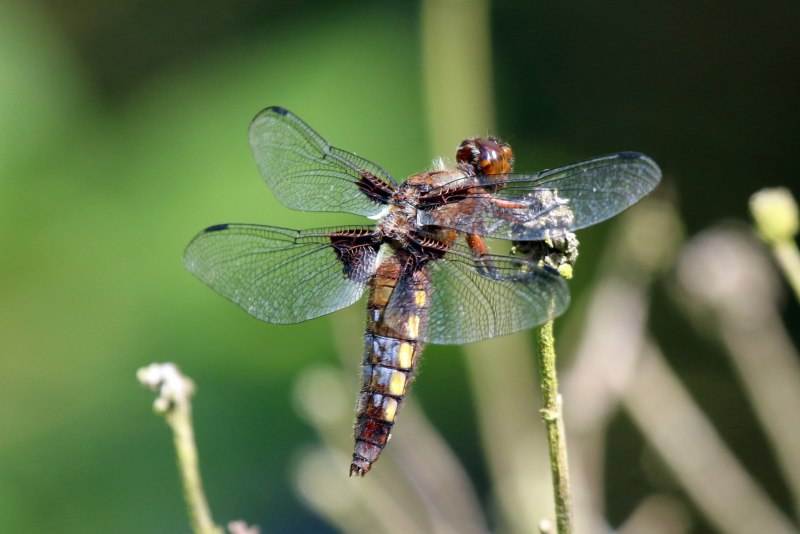 Настоящие Стрекозы – Libellulidae