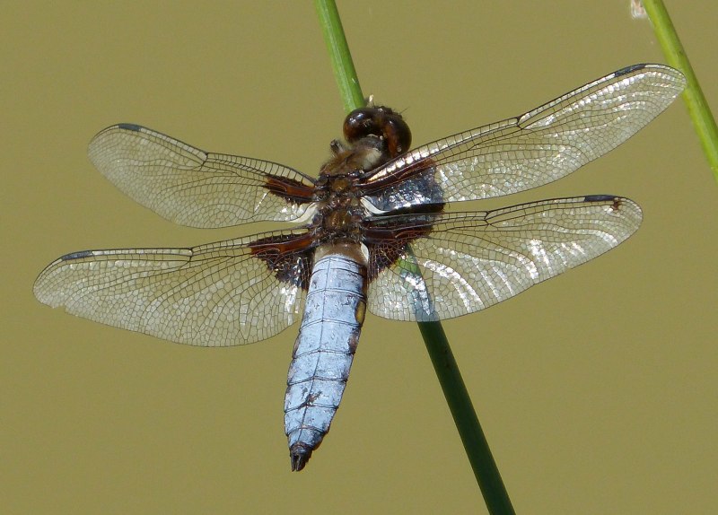 Anisozygoptera Стрекоза
