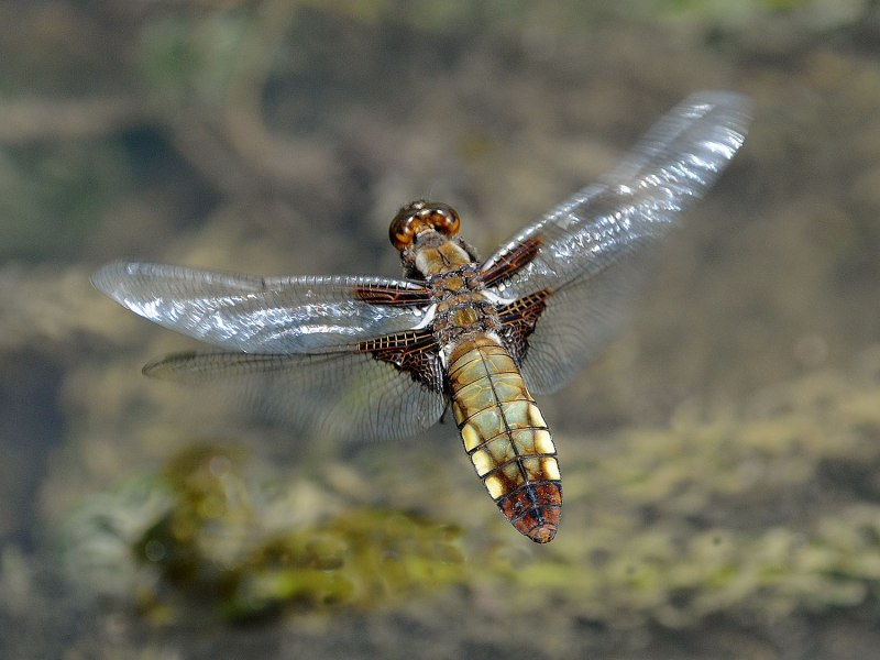 Стрекоза плоская Libellula depressa