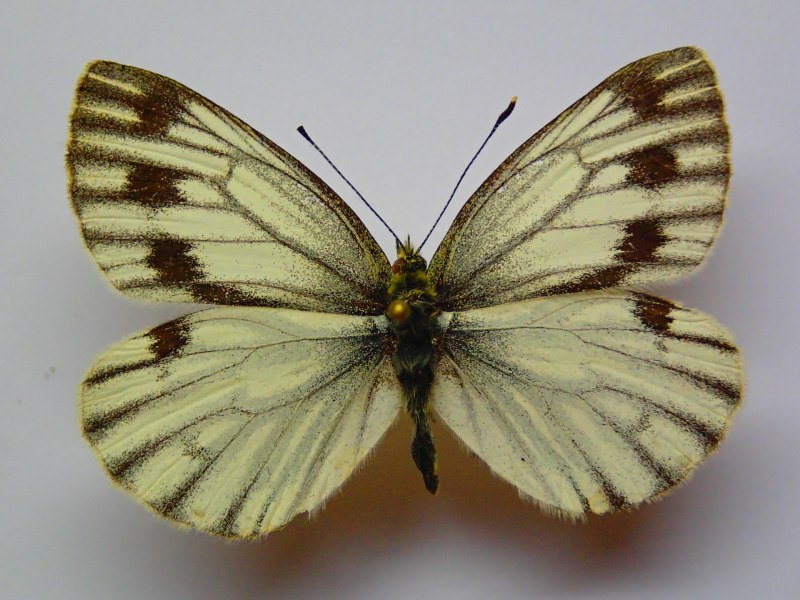 Pieris napi (Linnaeus, 1758) - Белянка брюквенная