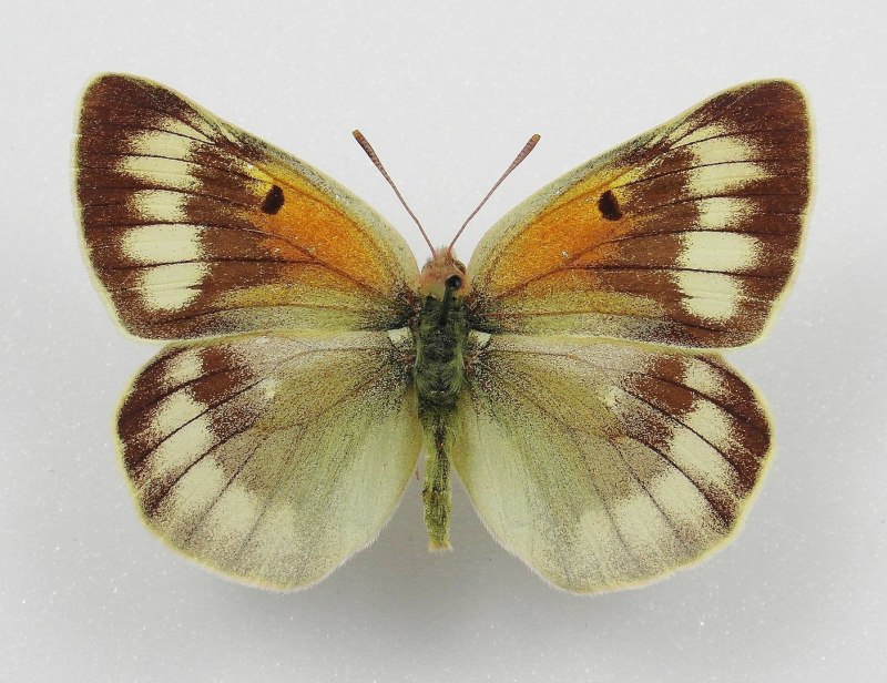 COLIAS Christophi