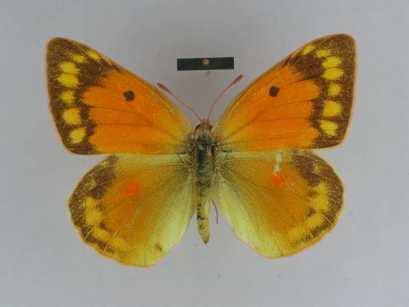Желтушка Аврорина COLIAS aurorina
