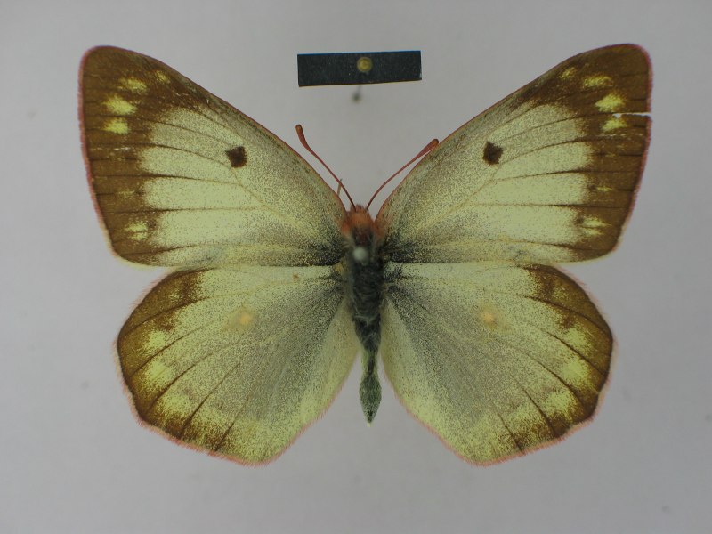 COLIAS Lesbia