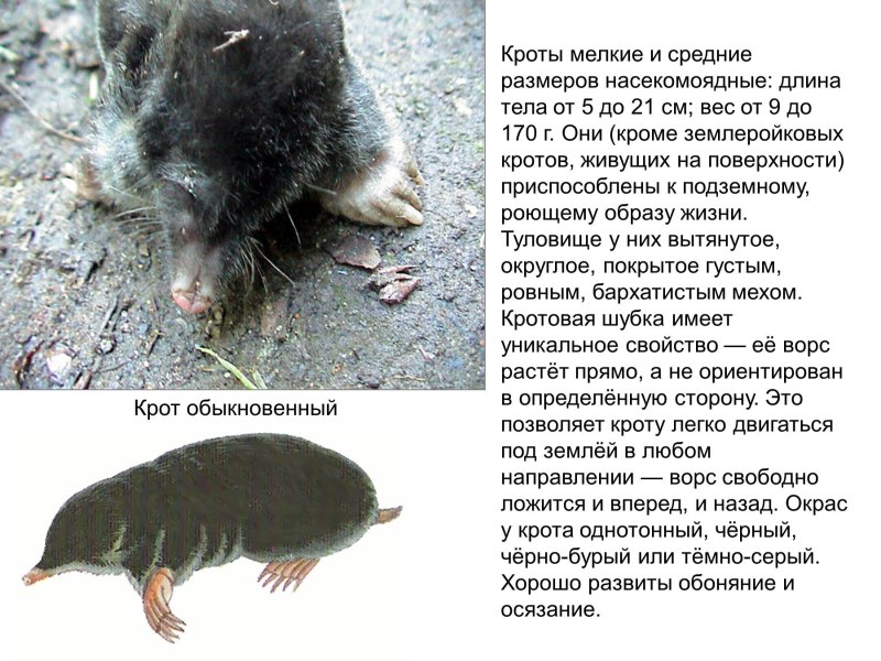 Доклад про крота