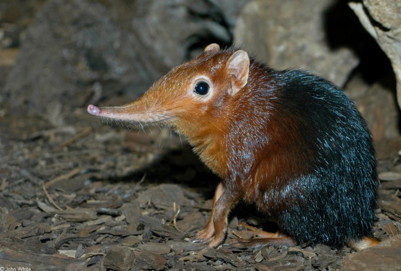 Гигантская бурозубка Sorex Mirabilis