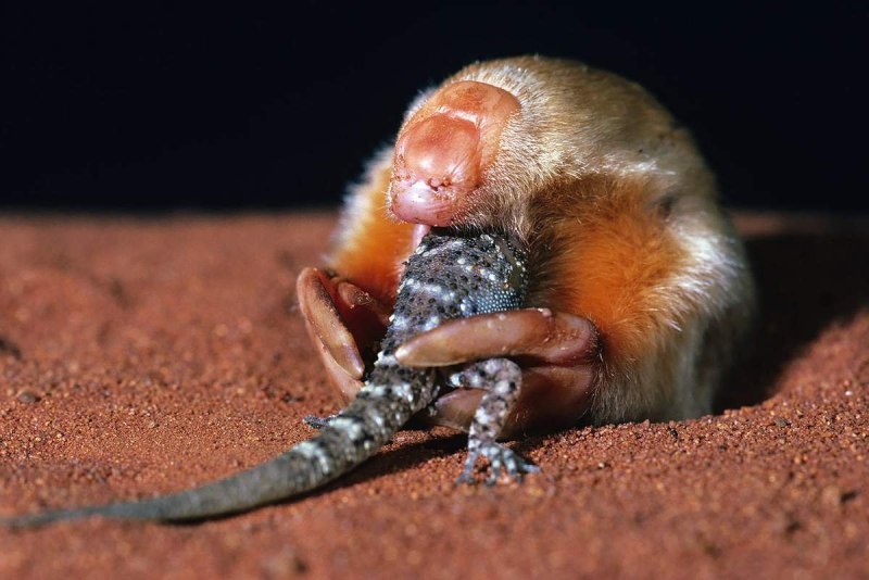 Сумчатый Крот (Notoryctes Typhlops)