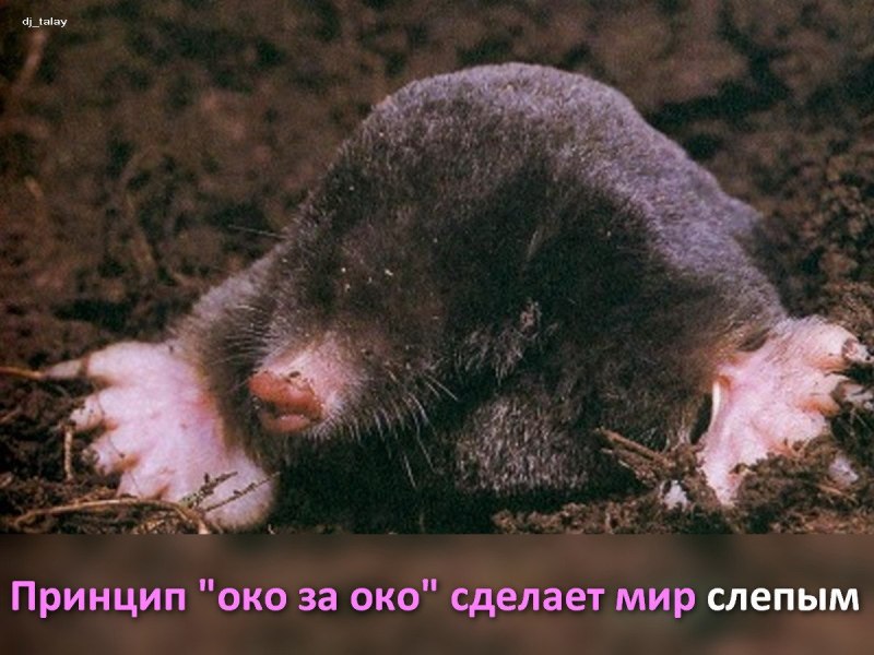Отряд Насекомоядные Крот