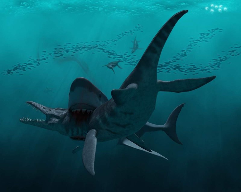 Carcharodon Megalodon