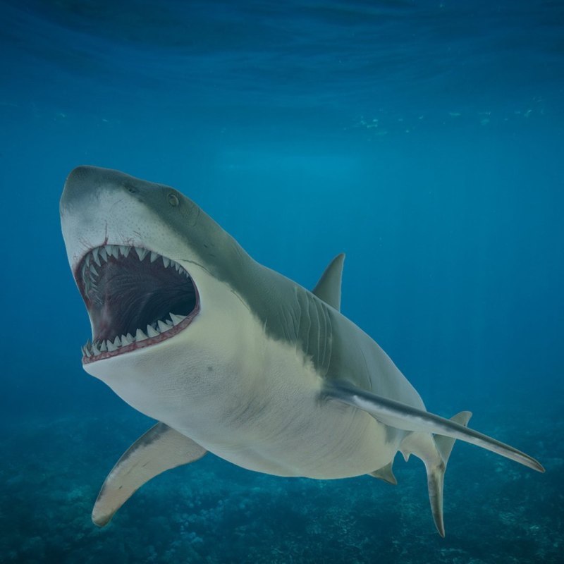 Carcharodon Megalodon