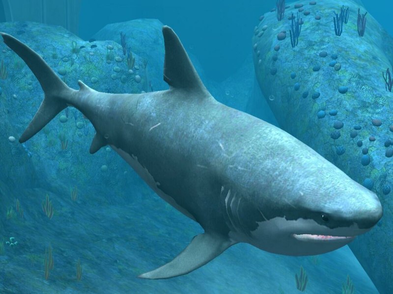 Otodus Megalodon