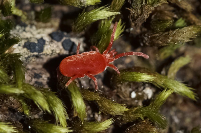 Trombidium holosericeum